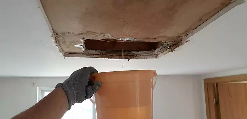 Ceiling Mold Repair Bowdon